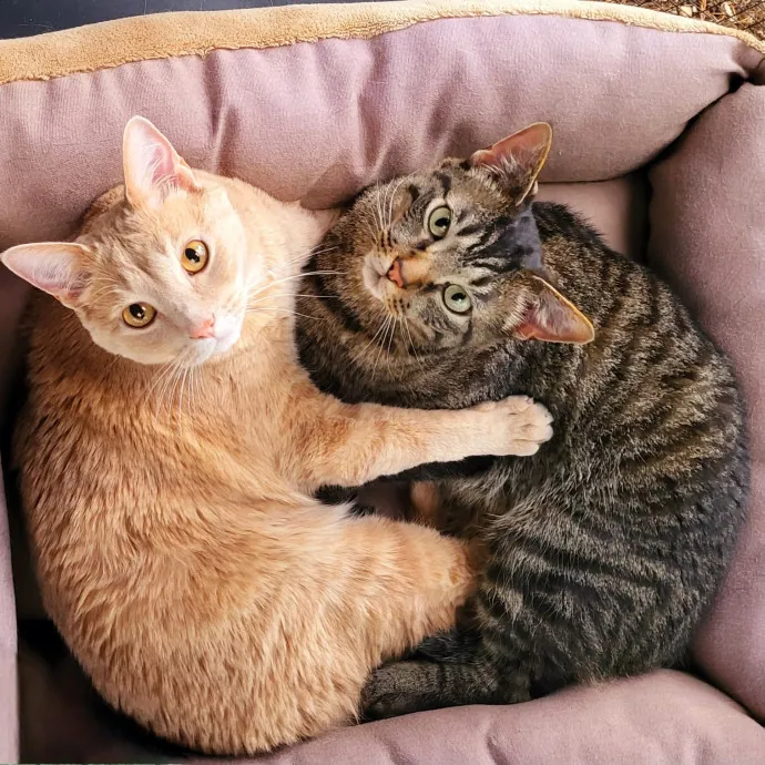 Reliable  Loving Catsitter