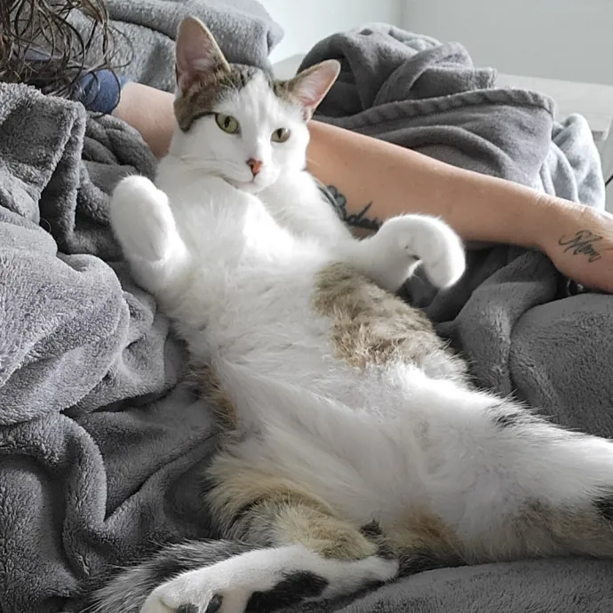 Reliable  Loving Catsitter