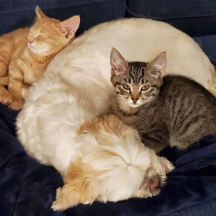 Reliable  Loving Catsitter