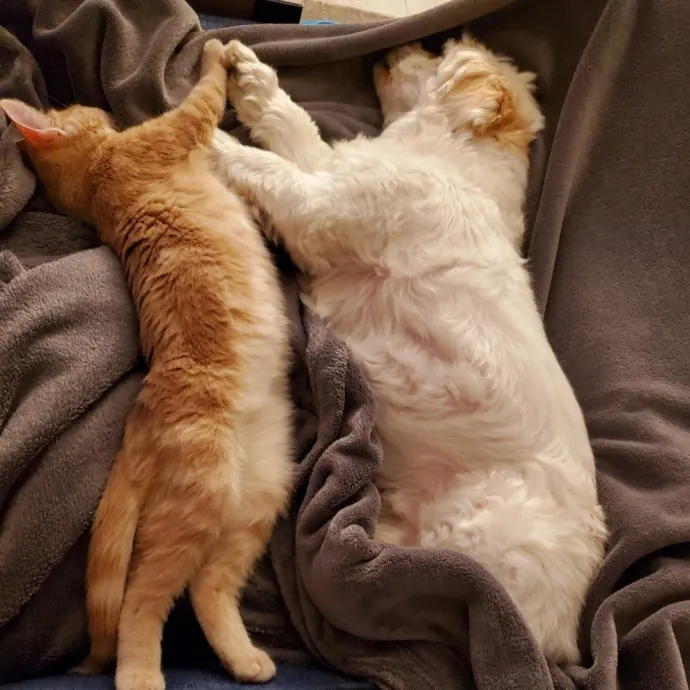 Reliable  Loving Catsitter