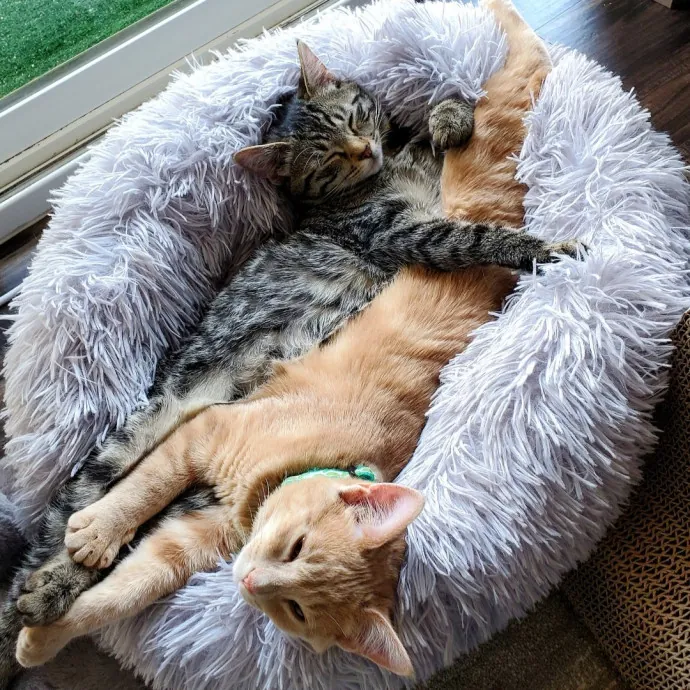 Reliable  Loving Catsitter