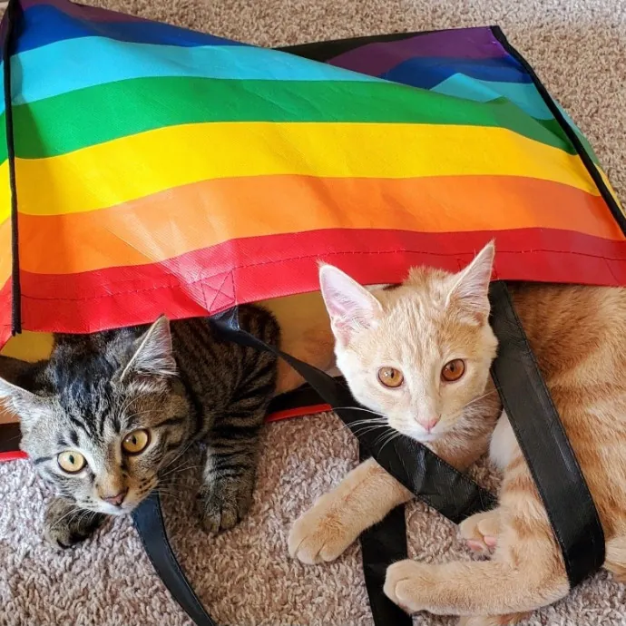 Reliable  Loving Catsitter