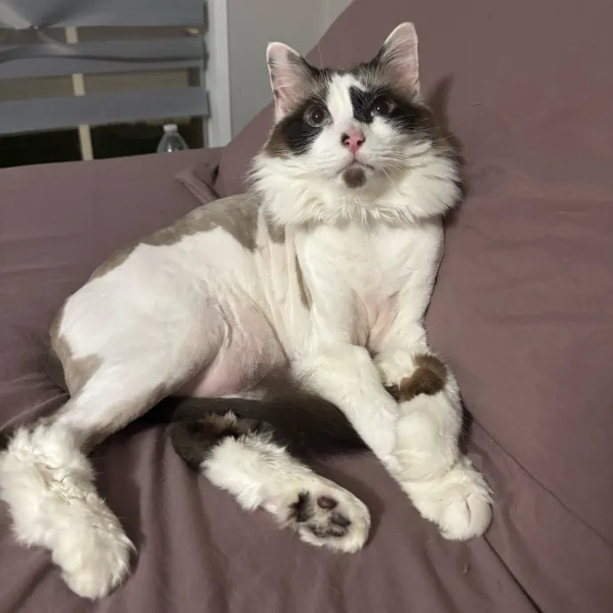 Tails Treats And Toys With Taylor