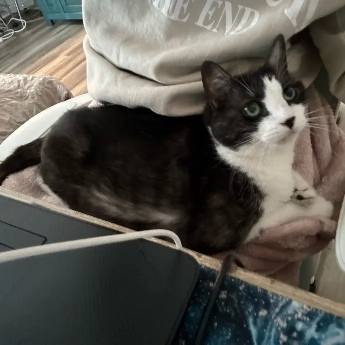 Tails Treats And Toys With Taylor