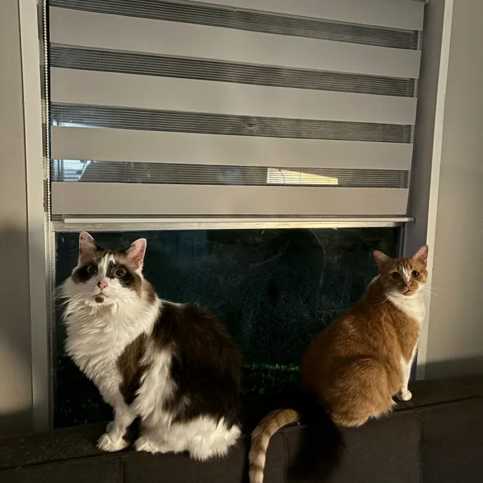 Tails Treats And Toys With Taylor