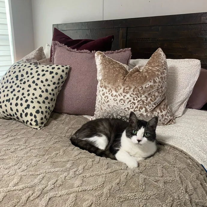 Tails Treats And Toys With Taylor