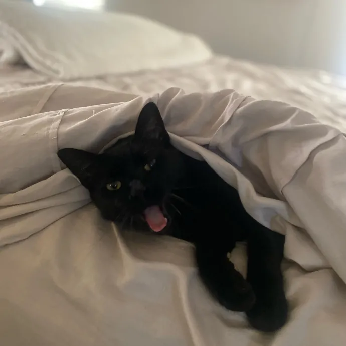 Tails Treats And Toys With Taylor