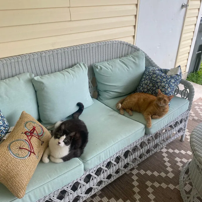 Tails Treats And Toys With Taylor