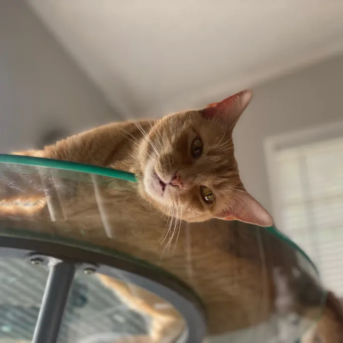 Tails Treats And Toys With Taylor