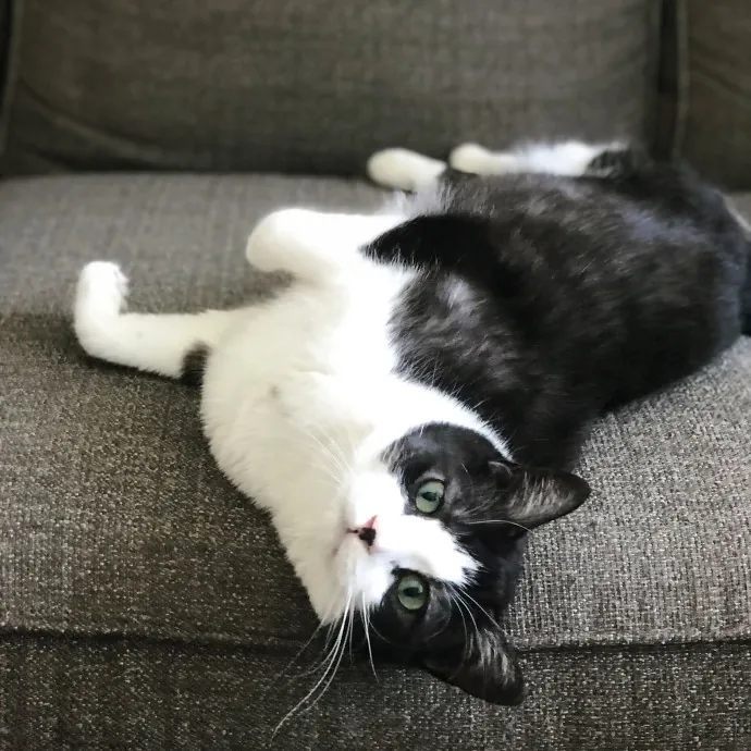 Tails Treats And Toys With Taylor