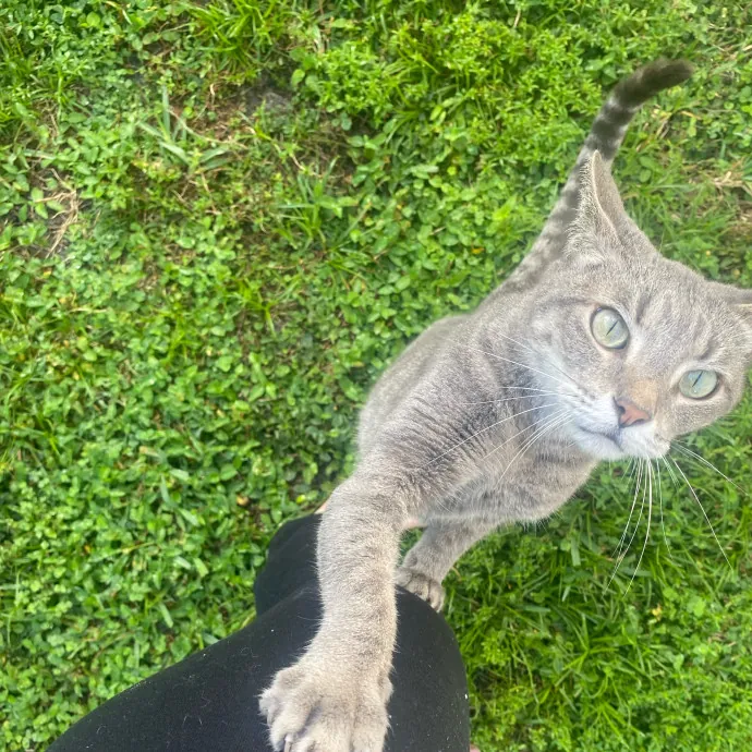 Tails Treats And Toys With Taylor