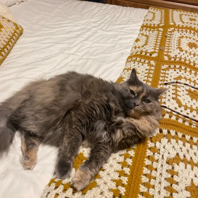 Tails Treats And Toys With Taylor