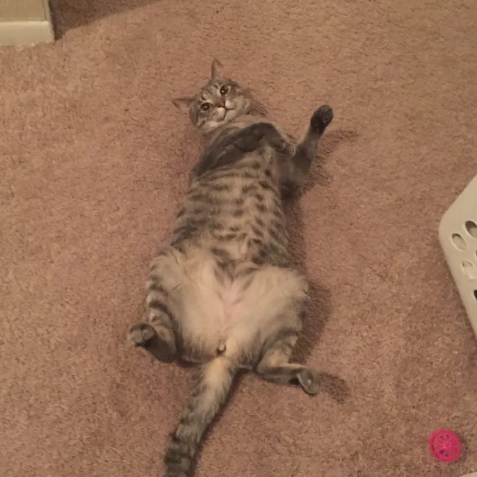 Tails Treats And Toys With Taylor