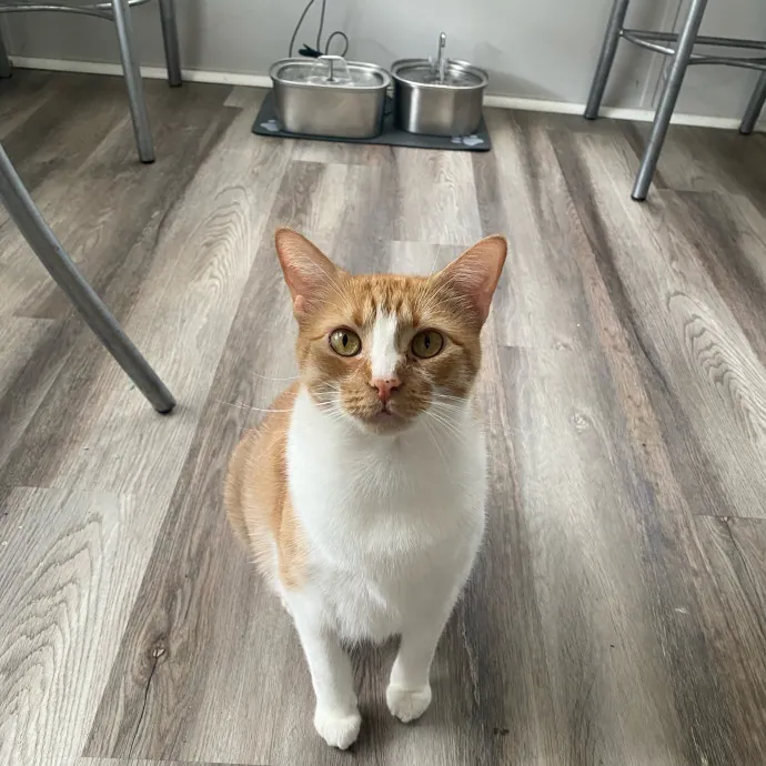 Tails Treats And Toys With Taylor