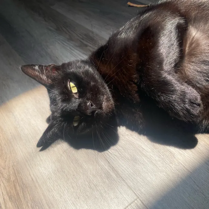 Tails Treats And Toys With Taylor photo 4