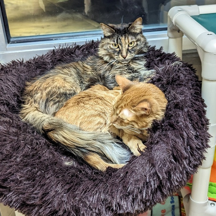 Star's Cat Care