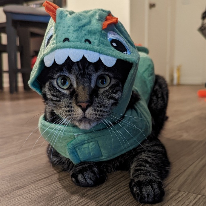 Star's Cat Care