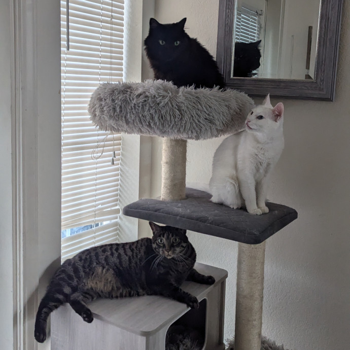 Star's Cat Care