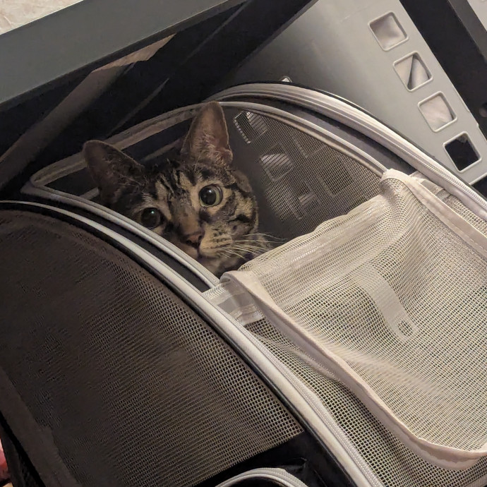 Star's Cat Care
