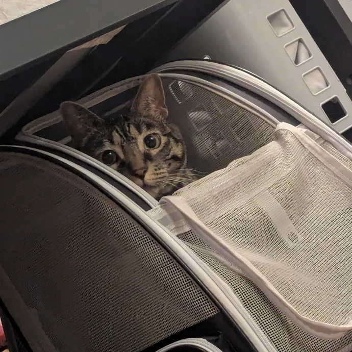 Star's Cat Care photo 4