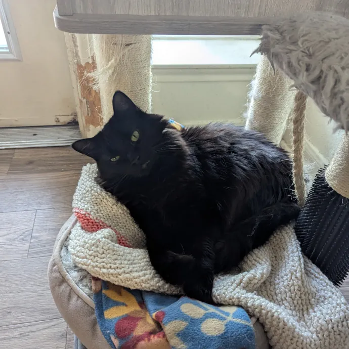 Star's Cat Care photo 3