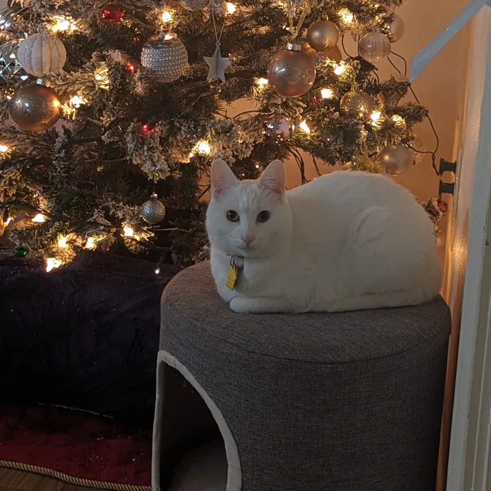 Star's Cat Care photo 2