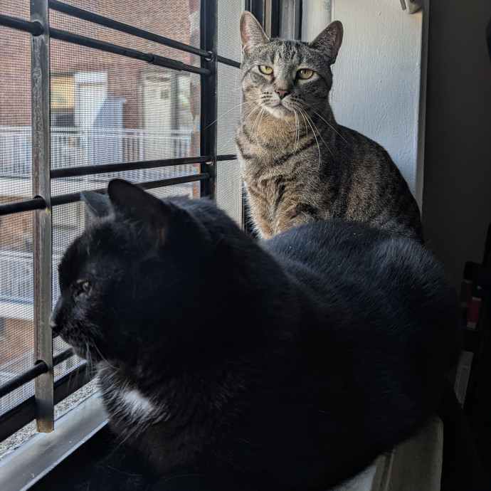 Patient And Playful Cat Mom