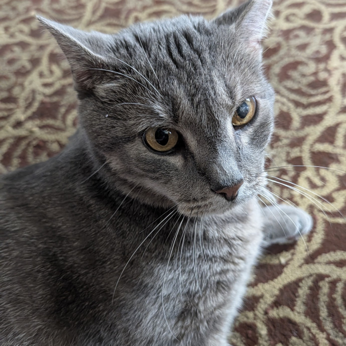 Patient And Playful Cat Mom