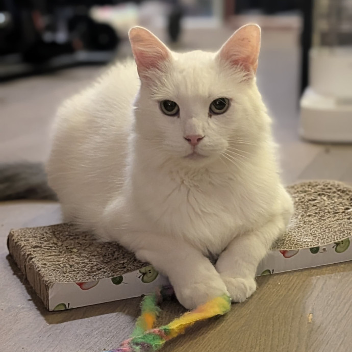 Patient And Playful Cat Mom