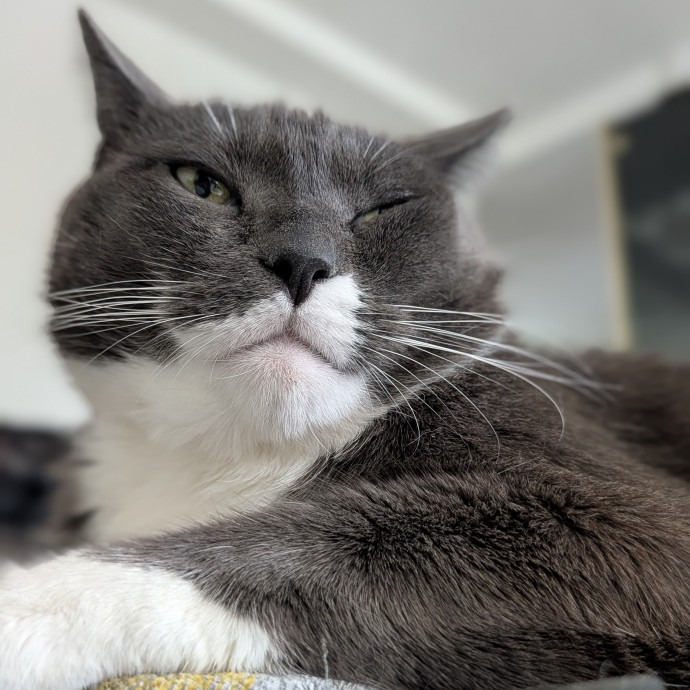 Patient And Playful Cat Mom