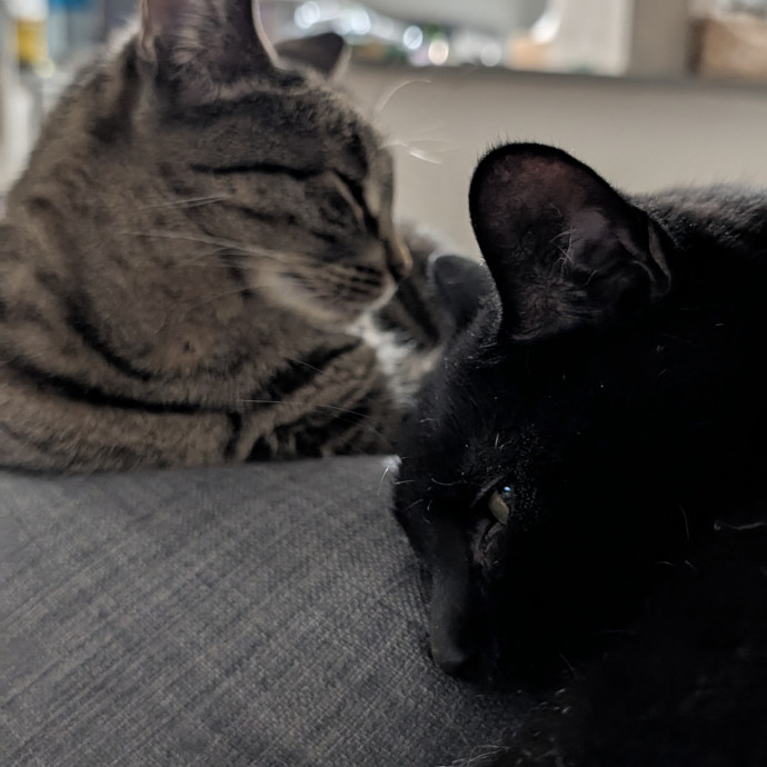 Patient And Playful Cat Mom