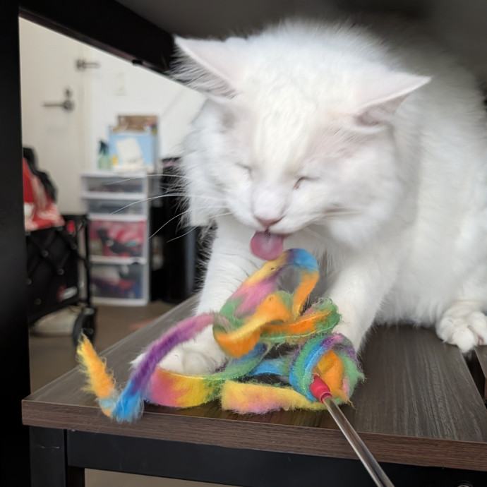 Patient And Playful Cat Mom