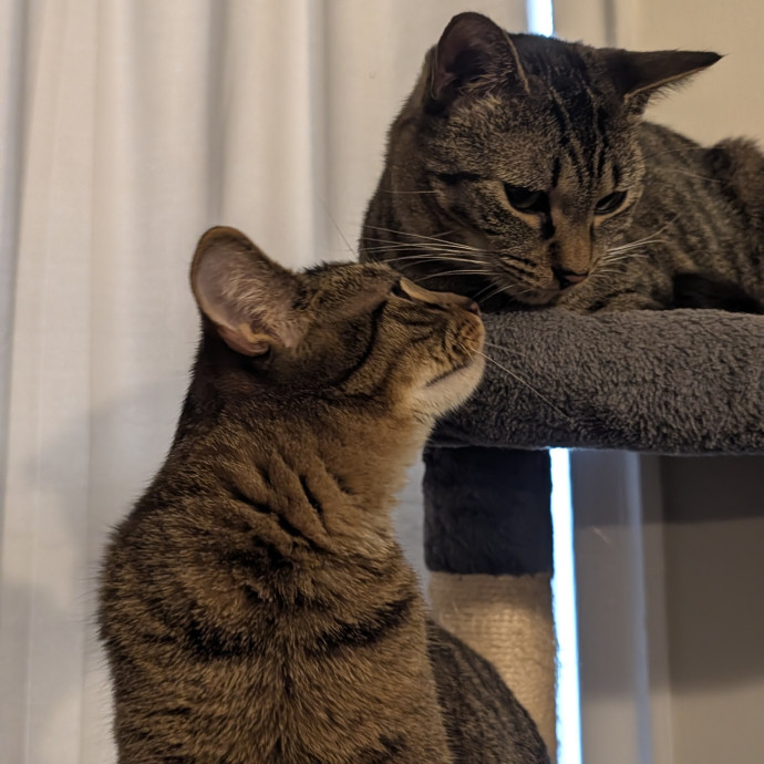 Patient And Playful Cat Mom
