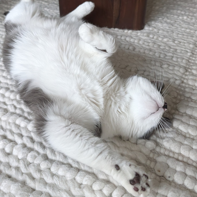 Patient And Playful Cat Mom