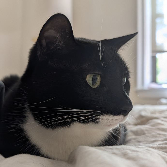 Patient And Playful Cat Mom