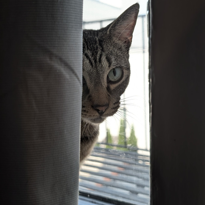 Patient And Playful Cat Mom