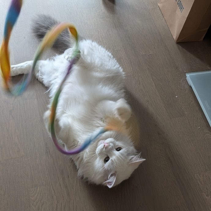 Patient And Playful Cat Mom