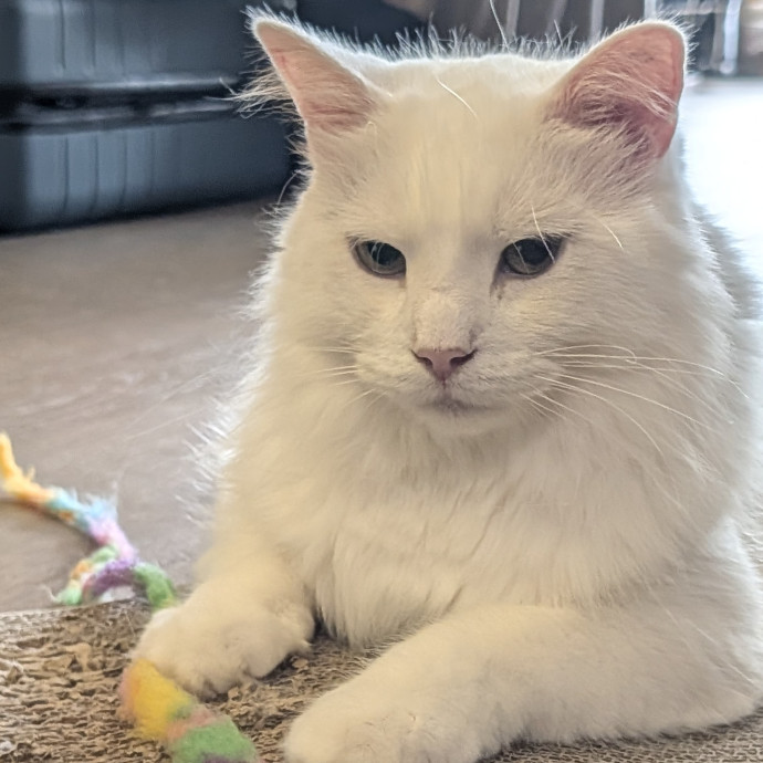 Patient And Playful Cat Mom