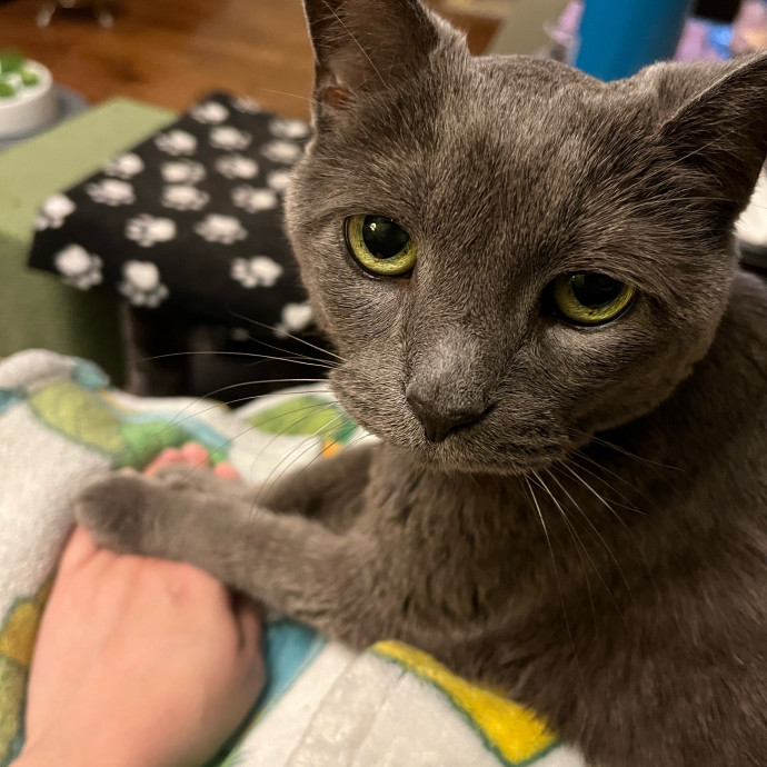 Julia The South Philly Cat Lady