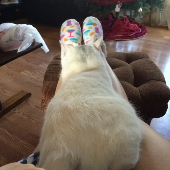 I Want To Befriend All The Cats