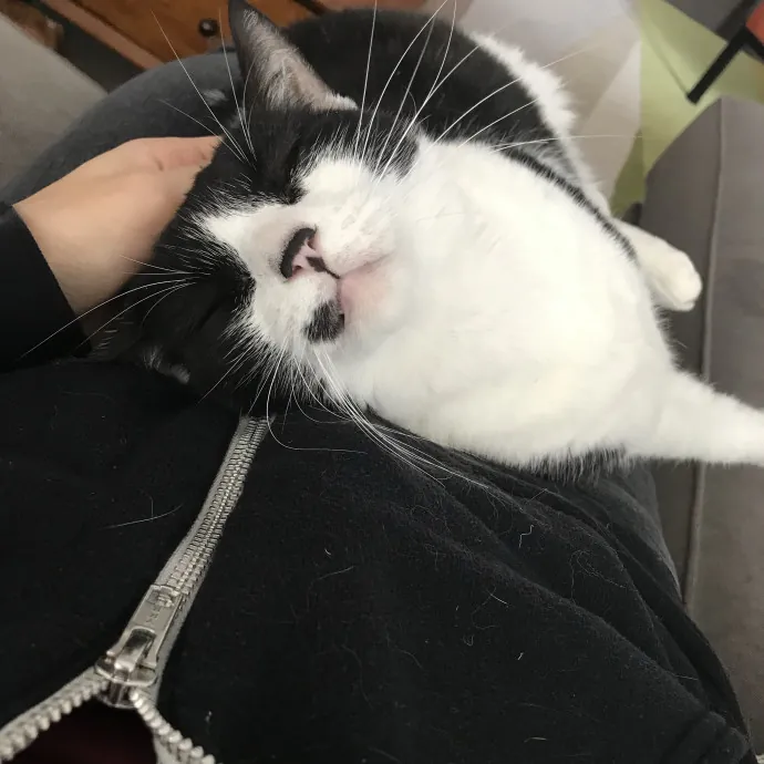 I Want To Befriend All The Cats