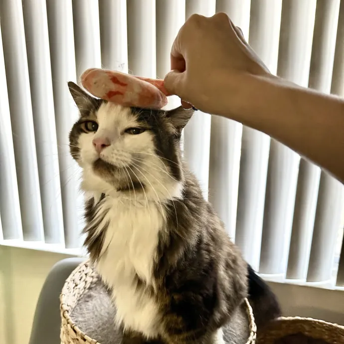 I Want To Befriend All The Cats