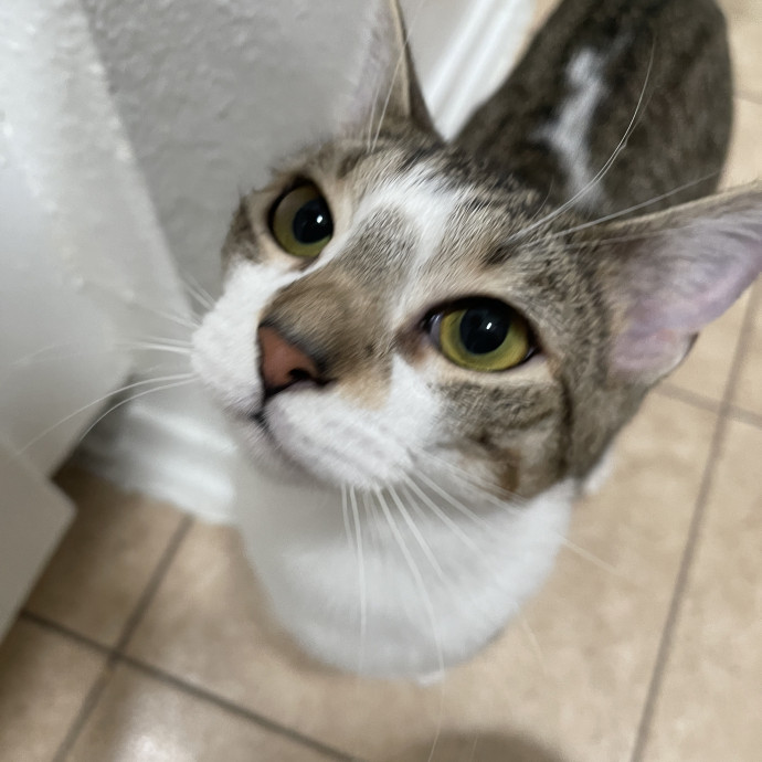 Cat Enthusiast Sitter