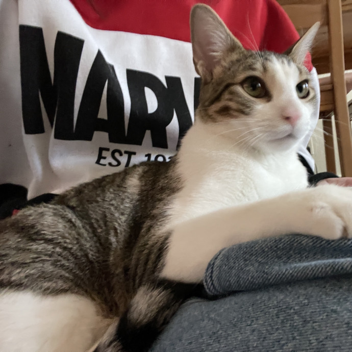 Cat Enthusiast Sitter