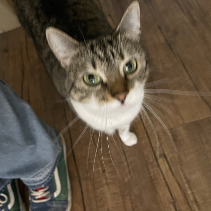 Cat Enthusiast Sitter
