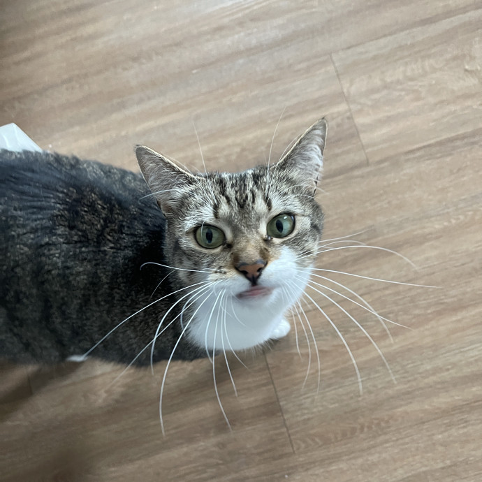 Cat Enthusiast Sitter
