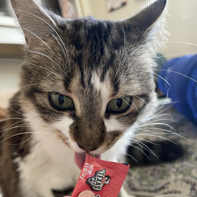Cat Enthusiast Sitter
