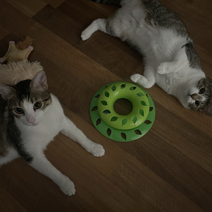 Cat Enthusiast Sitter