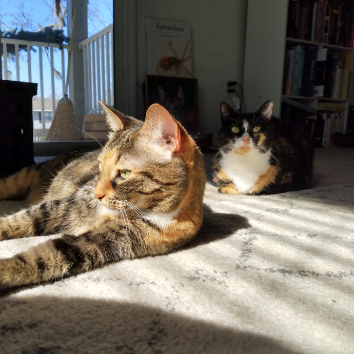 Trusted Experienced Kitty Sitting
