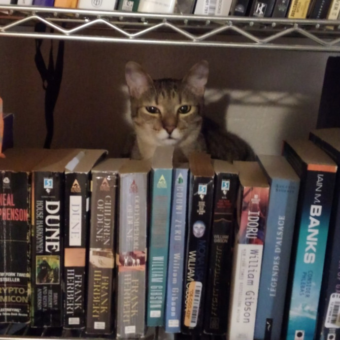 Trusted Experienced Kitty Sitting
